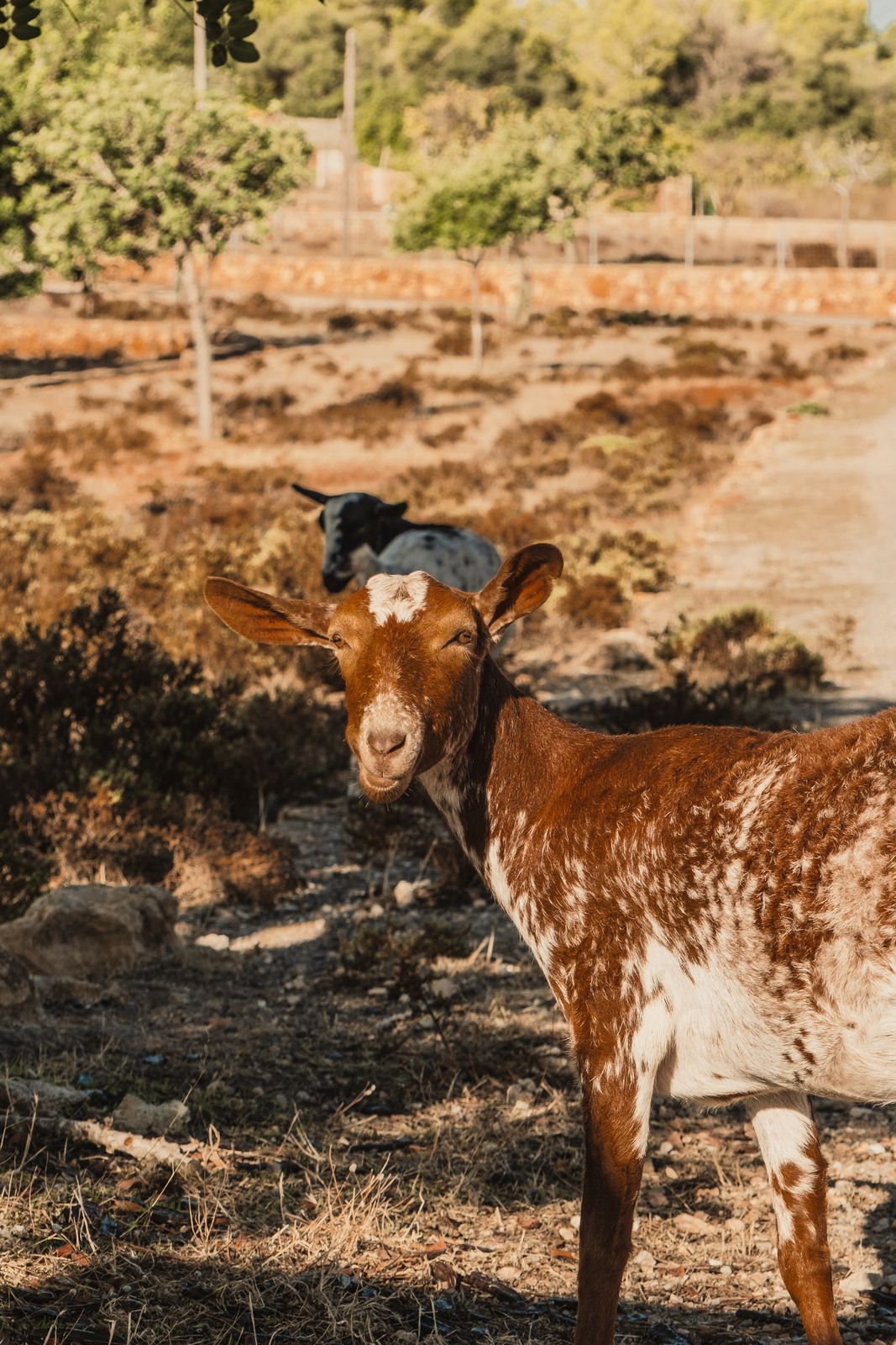 Fotografie van El Paso, Ibiza